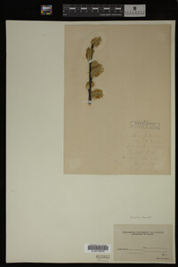 Salix discolor image