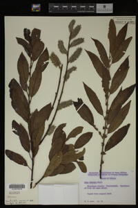 Salix discolor image