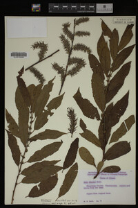Salix discolor image