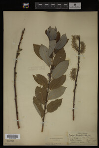 Salix discolor image