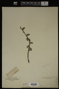 Salix discolor image