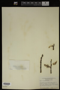 Salix discolor image