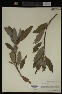 Salix discolor image