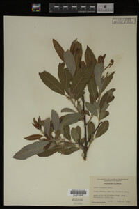 Image Associated With the Occurrence