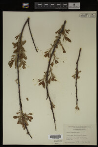 Salix discolor image