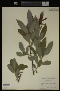 Image Associated With the Occurrence