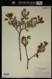 Salix discolor image