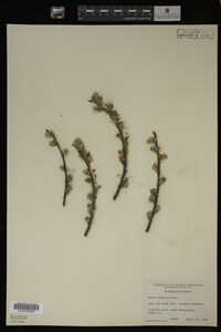 Salix discolor image