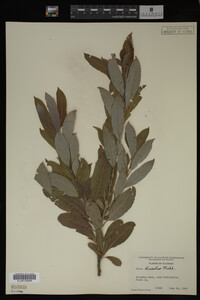 Image Associated With the Occurrence