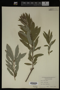 Salix discolor image