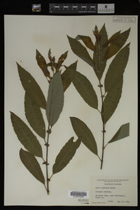 Image Associated With the Occurrence