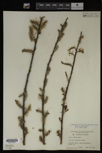 Salix discolor image