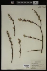 Salix discolor image