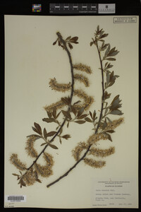 Salix discolor image