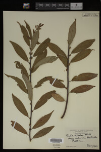 Image Associated With the Occurrence