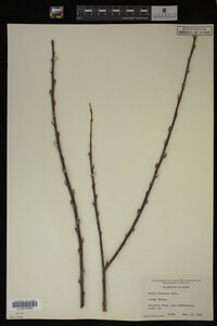 Salix discolor image