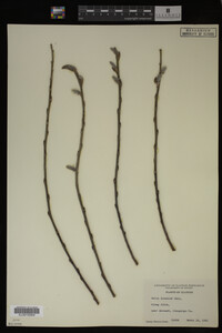 Image Associated With the Occurrence