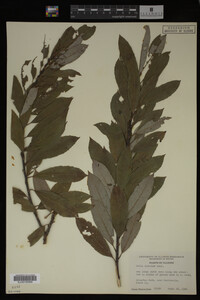 Salix discolor image