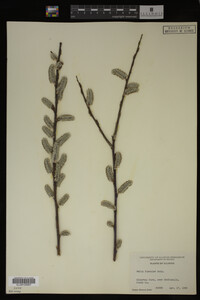 Salix discolor image