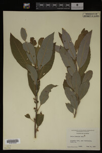 Salix discolor image