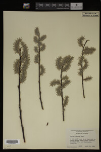 Salix discolor image