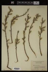 Salix discolor image