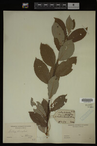 Image Associated With the Occurrence