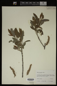 Salix discolor image