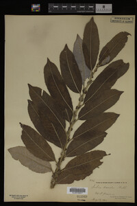 Image Associated With the Occurrence