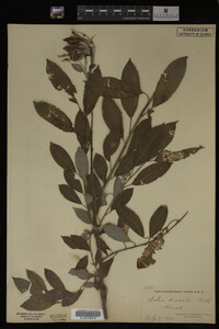 Salix discolor image