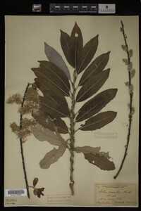 Image Associated With the Occurrence