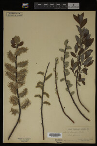 Salix discolor image