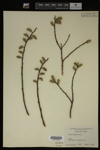 Salix discolor image