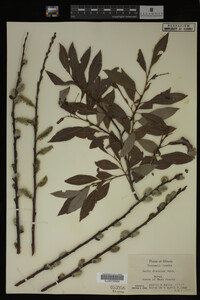 Salix discolor image