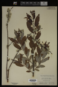 Image Associated With the Occurrence