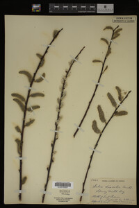Salix discolor image