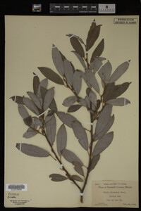 Salix discolor image