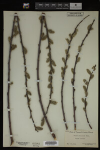 Salix discolor image