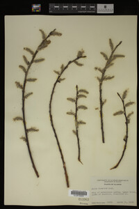 Salix discolor image