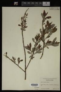 Salix discolor image