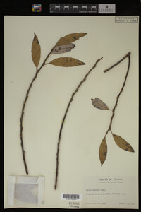 Salix discolor image