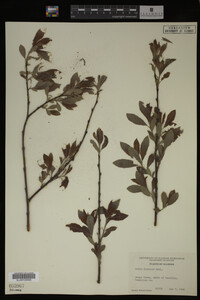 Image Associated With the Occurrence