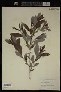 Salix discolor image
