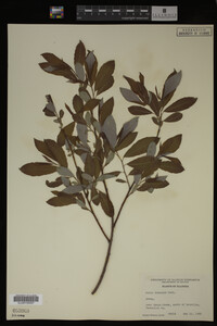 Image Associated With the Occurrence