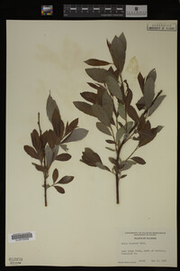 Salix discolor image
