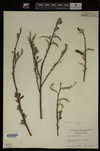 Image Associated With the Occurrence