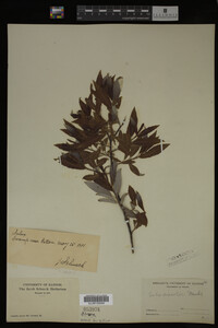 Image Associated With the Occurrence