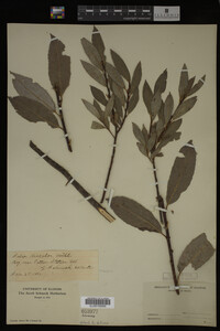 Salix discolor image
