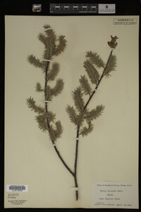 Salix discolor image