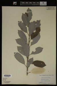 Image Associated With the Occurrence